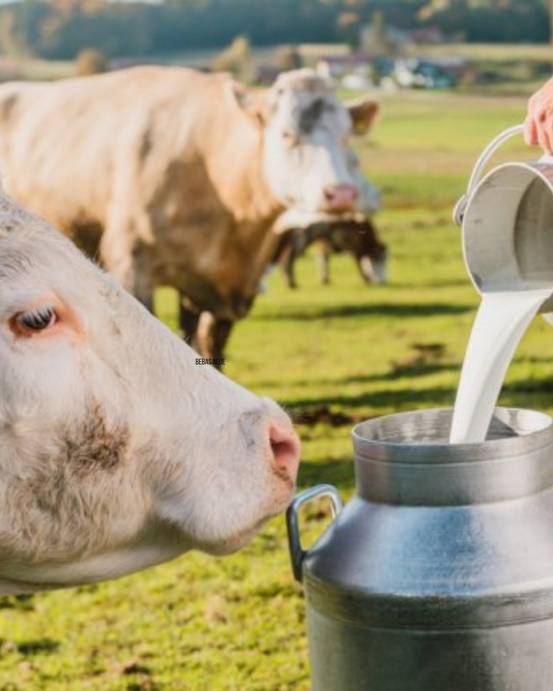 Rauwe melk vs gepasteuriseerde melk